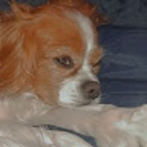 Meet your Posher, Sydney